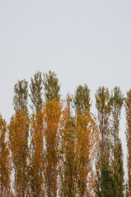 A straight, paved residential street lined with tall, green weeping willow trees on both sides, casting shadows on the road during daylight with a partly cloudy sky overhead. The scene depicts a peace