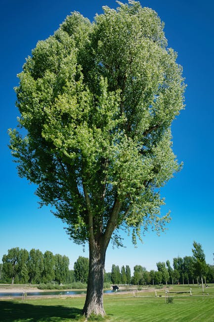 A tall, leafless tree with thin, brown branches extending upward against a clear blue sky, with the moon visible in the distance. The scene is outdoor during daytime, with no buildings or other object